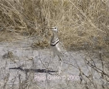 Double-banded Courser - ML201758051