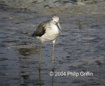 Common Greenshank - ML201758061