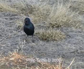 Choucador à épaulettes rouges - ML201758071