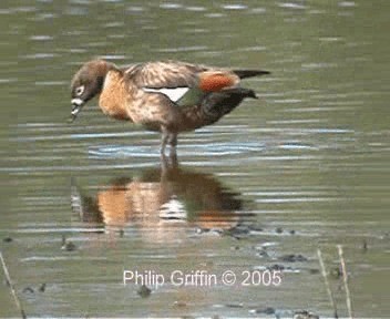 Australian Shelduck - ML201758091