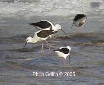 Banded Stilt - ML201758121