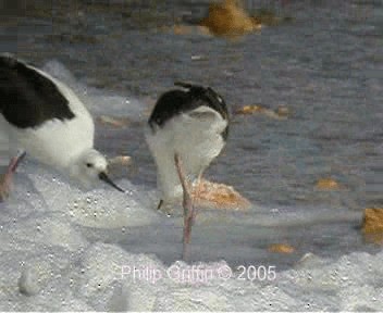 Banded Stilt - ML201758131