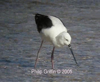 Banded Stilt - ML201758141