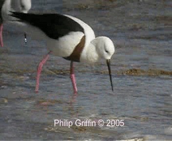 Cigüeñuela Pechirroja - ML201758151