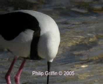 Cigüeñuela Pechirroja - ML201758161