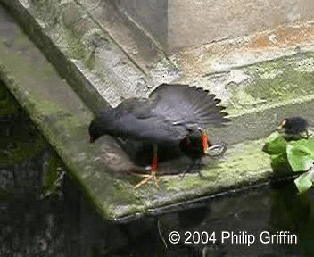 Dusky Moorhen - ML201758171