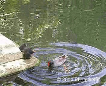 Dusky Moorhen - ML201758181