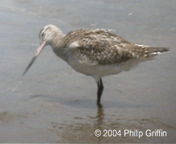 Bar-tailed Godwit (Siberian) - ML201758291