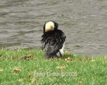 Little Pied Cormorant - ML201758311