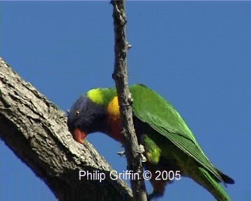 Rainbow Lorikeet - ML201758341