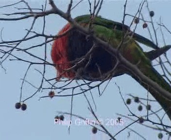 Rainbow Lorikeet - ML201758351