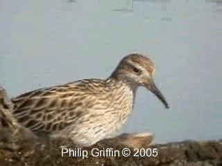 Sharp-tailed Sandpiper - ML201758371