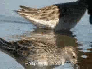 Sharp-tailed Sandpiper - ML201758381