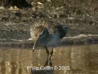 Sharp-tailed Sandpiper - ML201758391