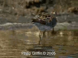 Sharp-tailed Sandpiper - ML201758401