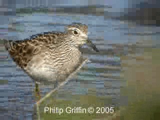 Sharp-tailed Sandpiper - ML201758411