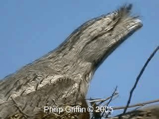 Tawny Frogmouth - ML201758421