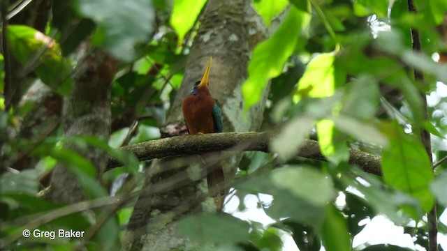 Jacamar à joues bleues - ML201758471