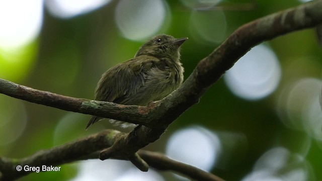 Dwarf Tyrant-Manakin - ML201758481