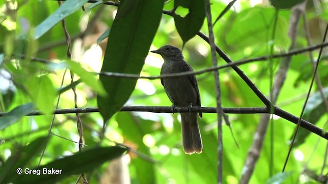 Cinereous Mourner - ML201758541