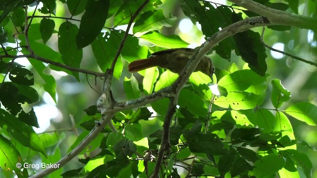 Rufous-rumped Foliage-gleaner - ML201758571