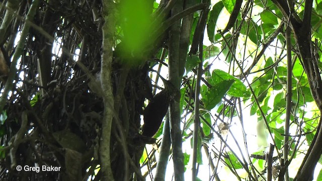 Spix's Woodcreeper - ML201758581