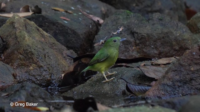 Snow-capped Manakin - ML201758611