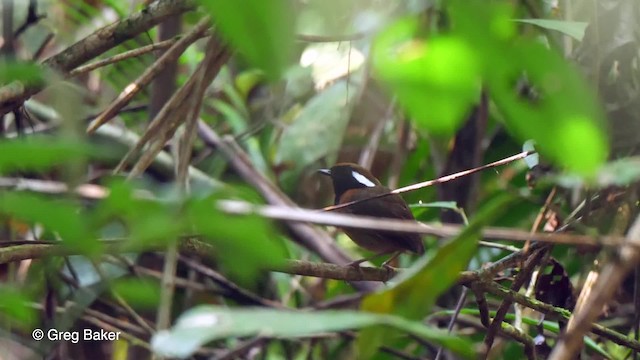 Black-breasted Gnateater - ML201758661