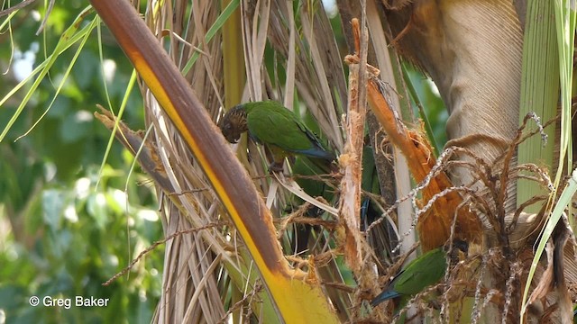 Conure de Hellmayr (lucida) - ML201758701