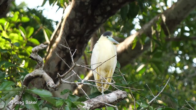 Capped Heron - ML201758731