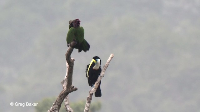 Red-fan Parrot - ML201758761