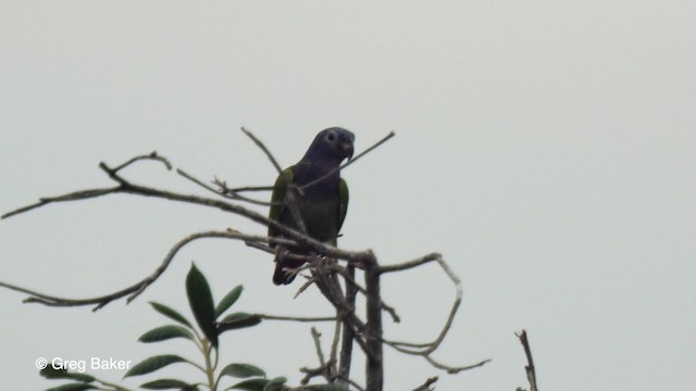 Pione à tête bleue (menstruus/rubrigularis) - ML201758791