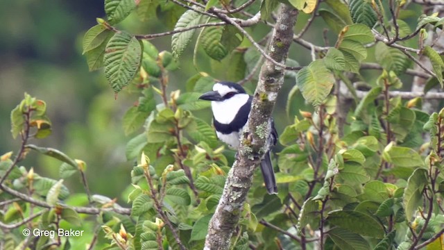 White-necked Puffbird - ML201758921