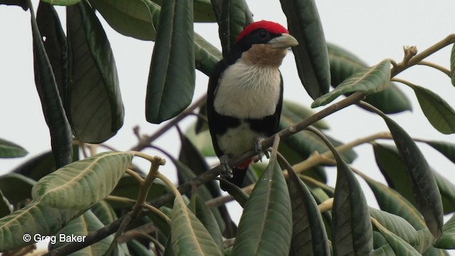 Black-girdled Barbet - ML201759041