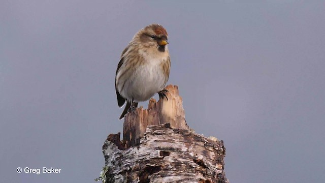 Lesser Redpoll - ML201759111