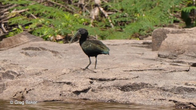 ibis zelený - ML201759141