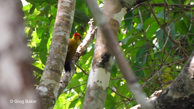 Carpintero Gorjigualdo - ML201759151