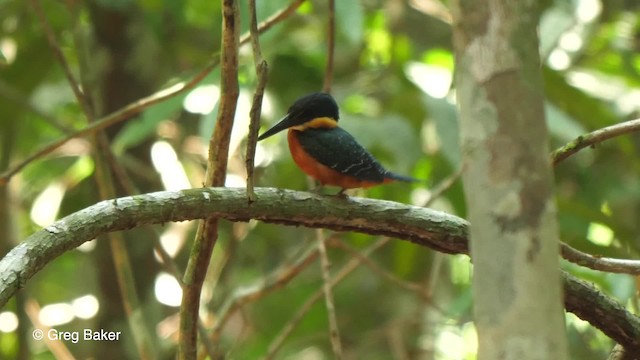 Martín Pescador Verdirrufo - ML201759161