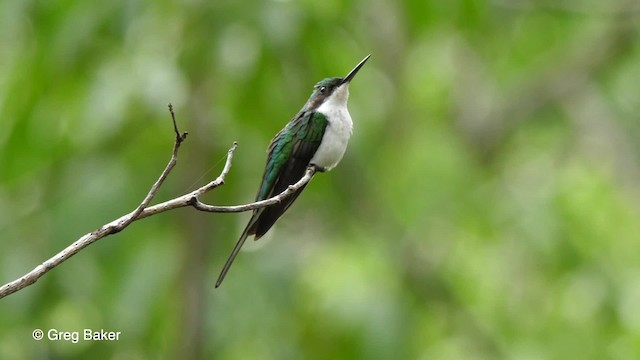 Grünstirn-Schmuckkolibri - ML201759191