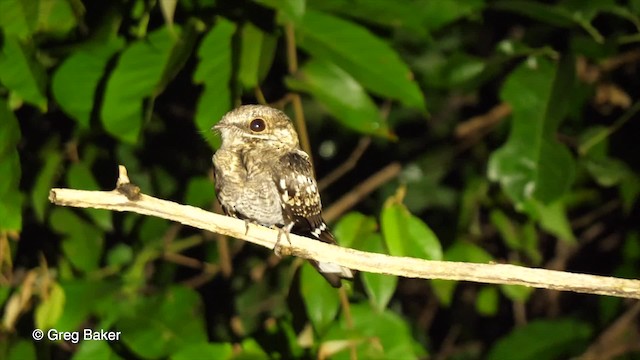 Ladder-tailed Nightjar - ML201759241