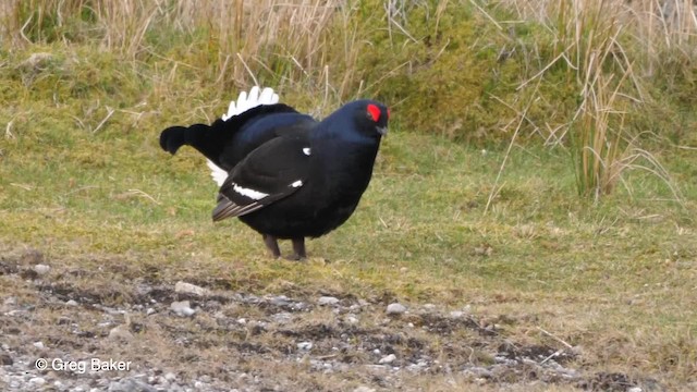 Black Grouse - ML201759271