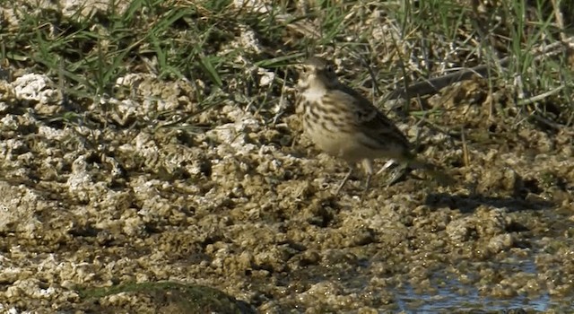 American Pipit (rubescens Group) - ML201759401