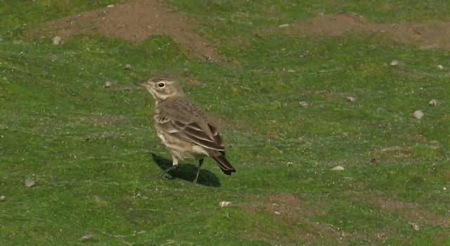 American Pipit (rubescens Group) - ML201759411