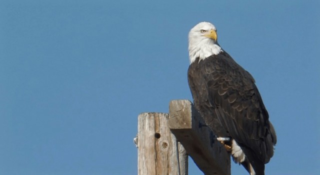 Bald Eagle - ML201759471