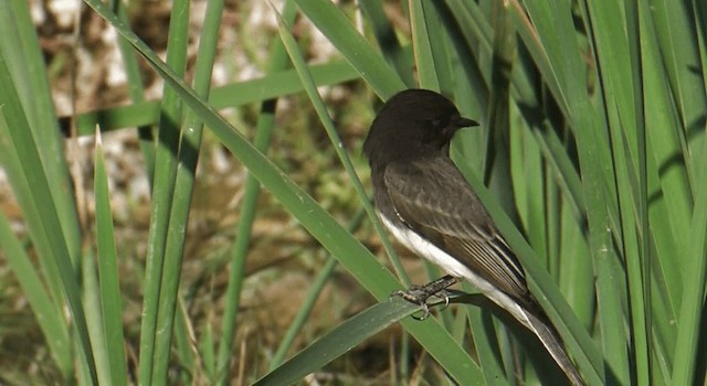 Black Phoebe (Northern) - ML201759501