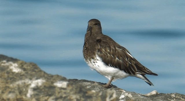 Black Turnstone - ML201759511