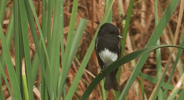 Black Phoebe (Northern) - ML201759521