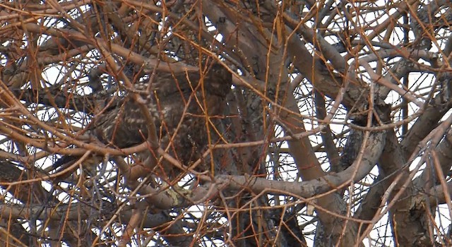 Red-tailed Hawk (calurus/alascensis) - ML201759831