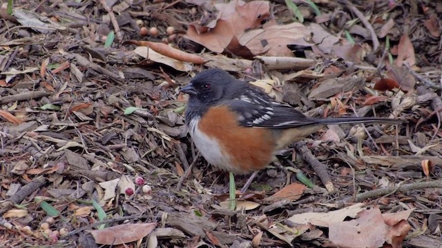Spotted Towhee (oregonus Group) - ML201760041