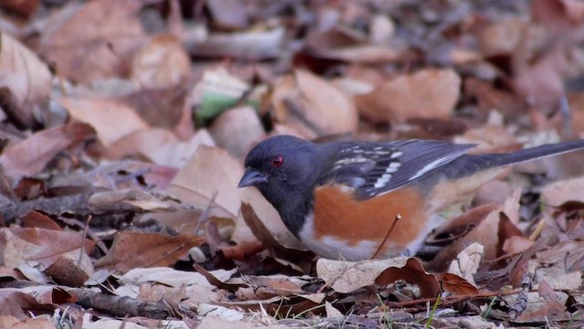 Spotted Towhee (oregonus Group) - ML201760081